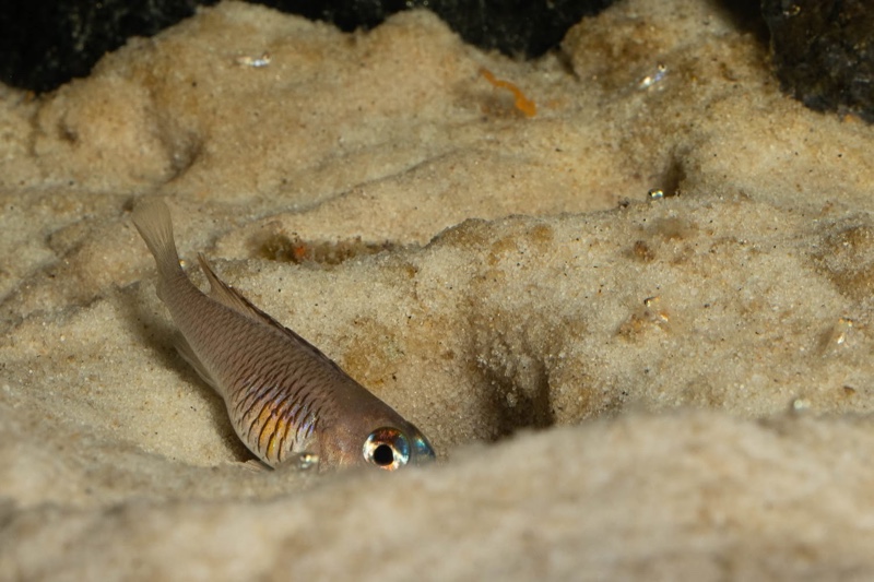 Lamprologus laparogramma 'Namansi'